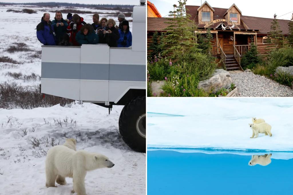 Killer Instinct: The Polar Bear Safari puts travelers in touch with a dying breed