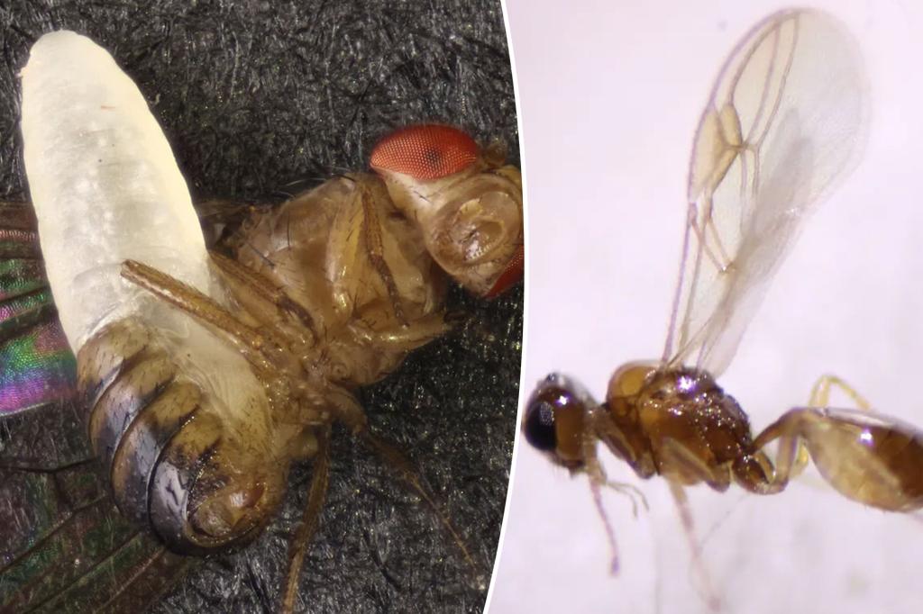 New 'horror' wasp species discovered in US: 'We didn't think it was real', scientists admit