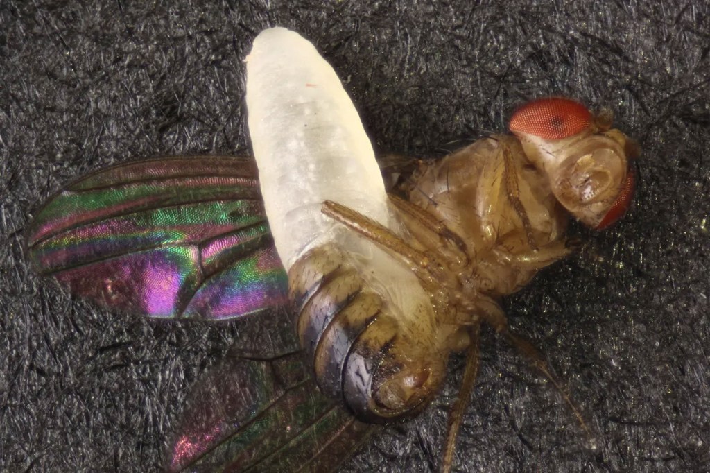 A parasitized fruit fly.