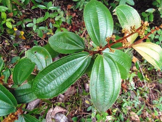 Casca de Canela-de-Velho: a Planta Detox Tradicional que Alivia Inchaço, Melhora a Digestão e Reduz a Sensação de Peso