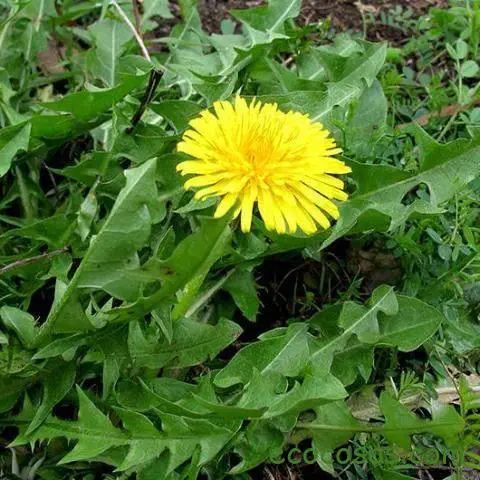 Perca Gordura nas Costas Naturalmente: Descubra 6 Plantas Detox Poderosas!