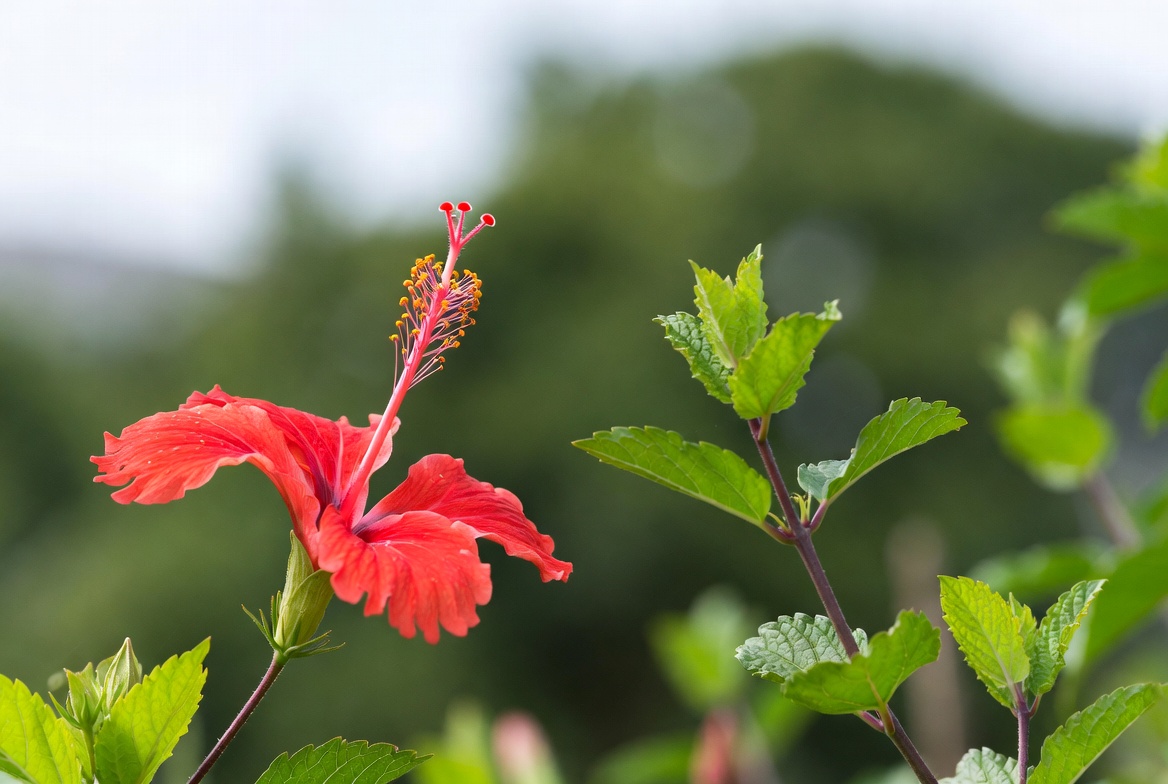 Planta detox antes da caminhada: como um chá de hibisco com hortelã pode aumentar a redução de inchaço
