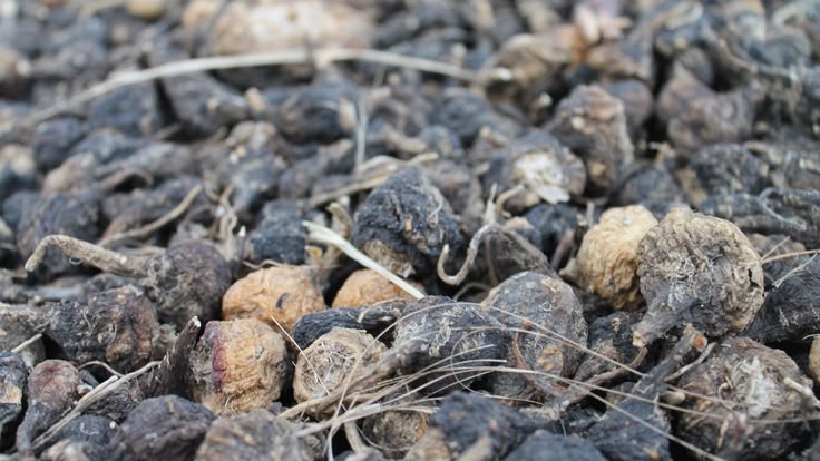 Raiz de Maca Peruana: como essa planta detox natural pode ajudar energia, hormônios e o acúmulo de gordura abdominal