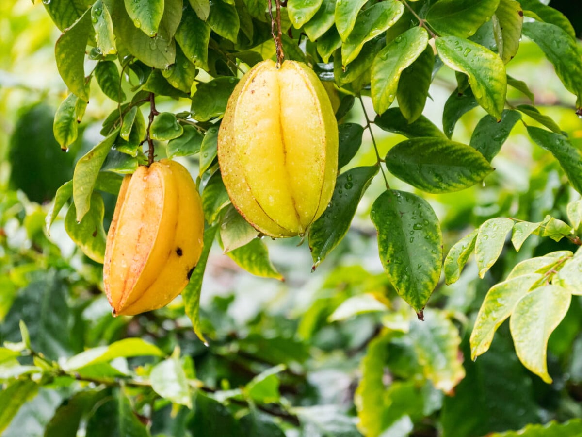 folha de carambola