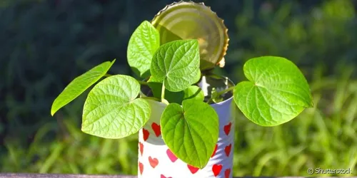 Chá de pariparoba Detox: receita tradicional passo a passo, como preparar e cuidados essenciais para incluir no seu ritual