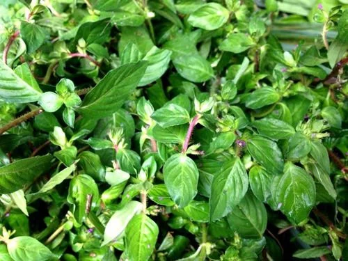 Chá de sete-sangrias: receita detox tradicional com folhas para desintoxicação natural e emagrecimento saudável