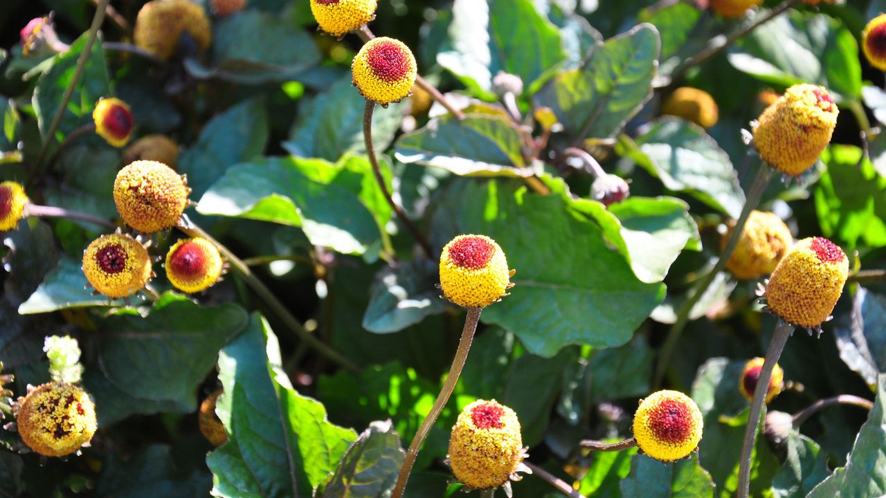 Jambú infusão amazônica passo a passo como aproveitar o sabor único na sua rotina detox