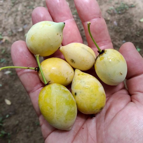 Receita Detox com Casca de Bacupari: Chá Leve, Tradicional e Fácil para Integrar à Rotina