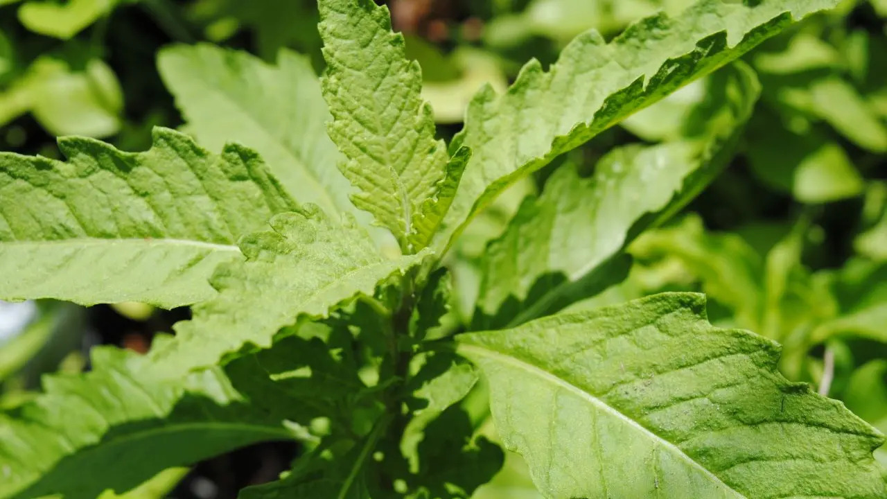 Receita Detox com Mastruz: como preparar a infusão de folhas frescas, benefícios tradicionais, riscos e dicas de consumo