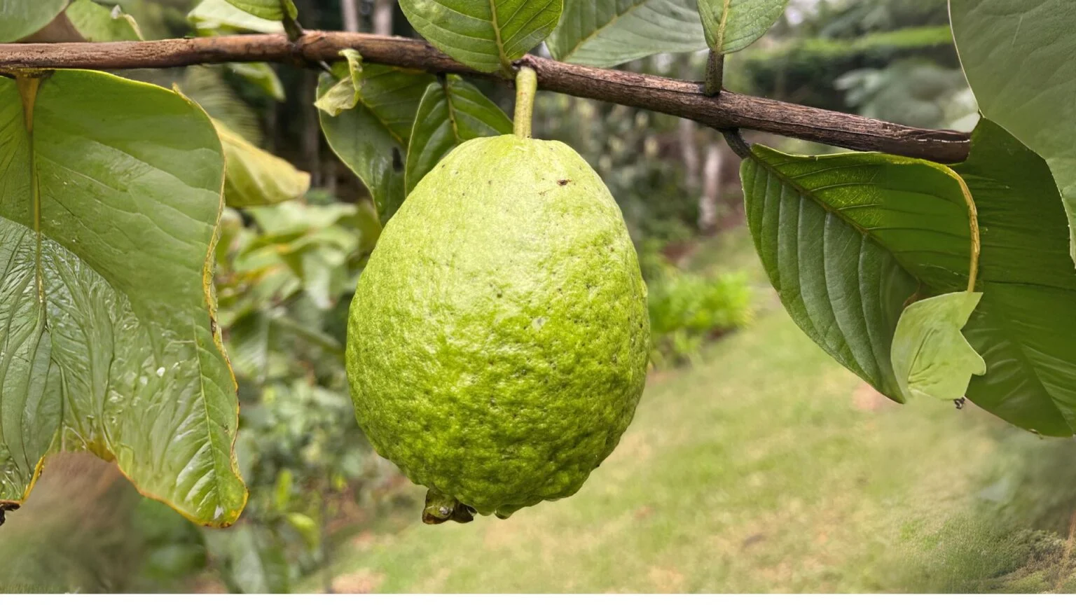 cha-folha-goiabeira-detox-natural