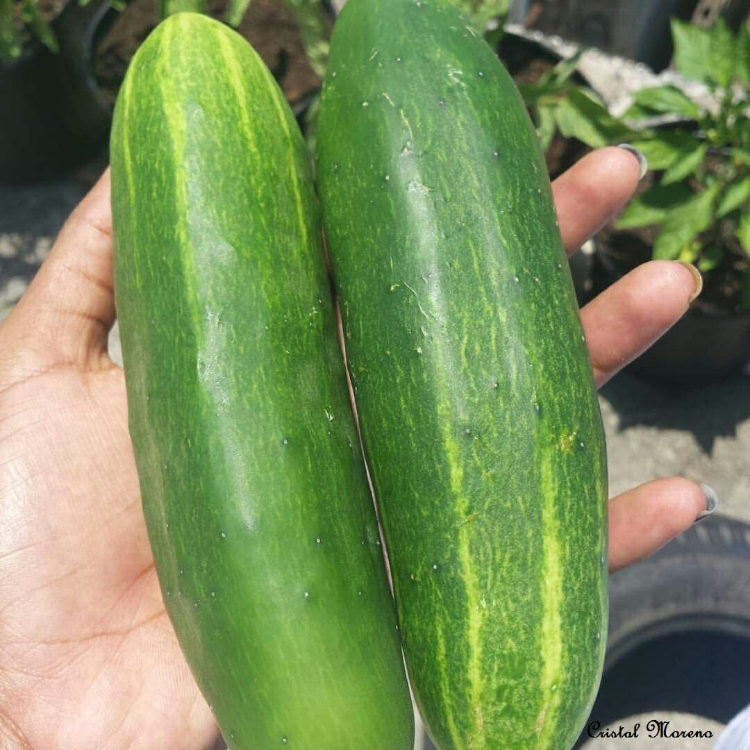 pepino