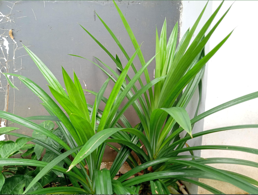 folha de pandan