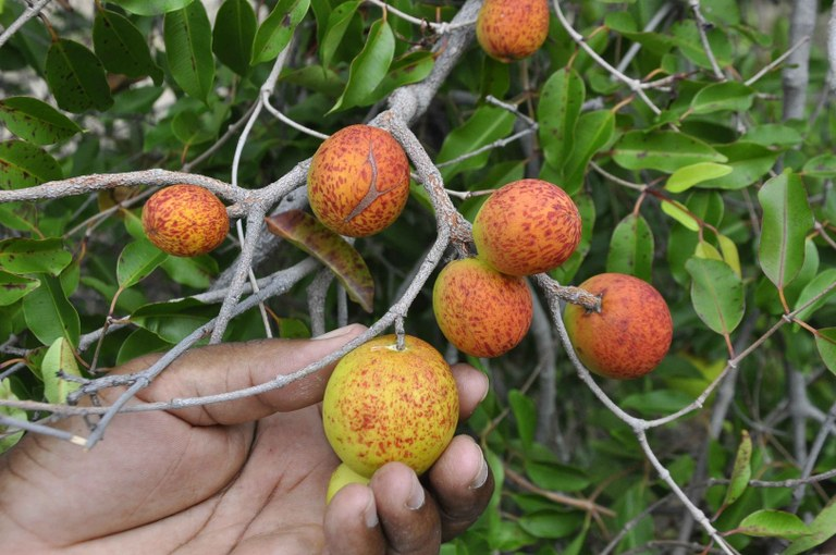 mangaba