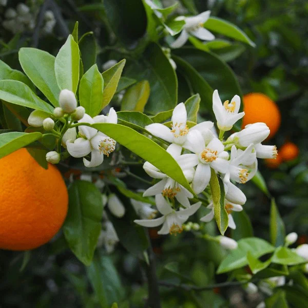 Chá de flor de laranjeira detox