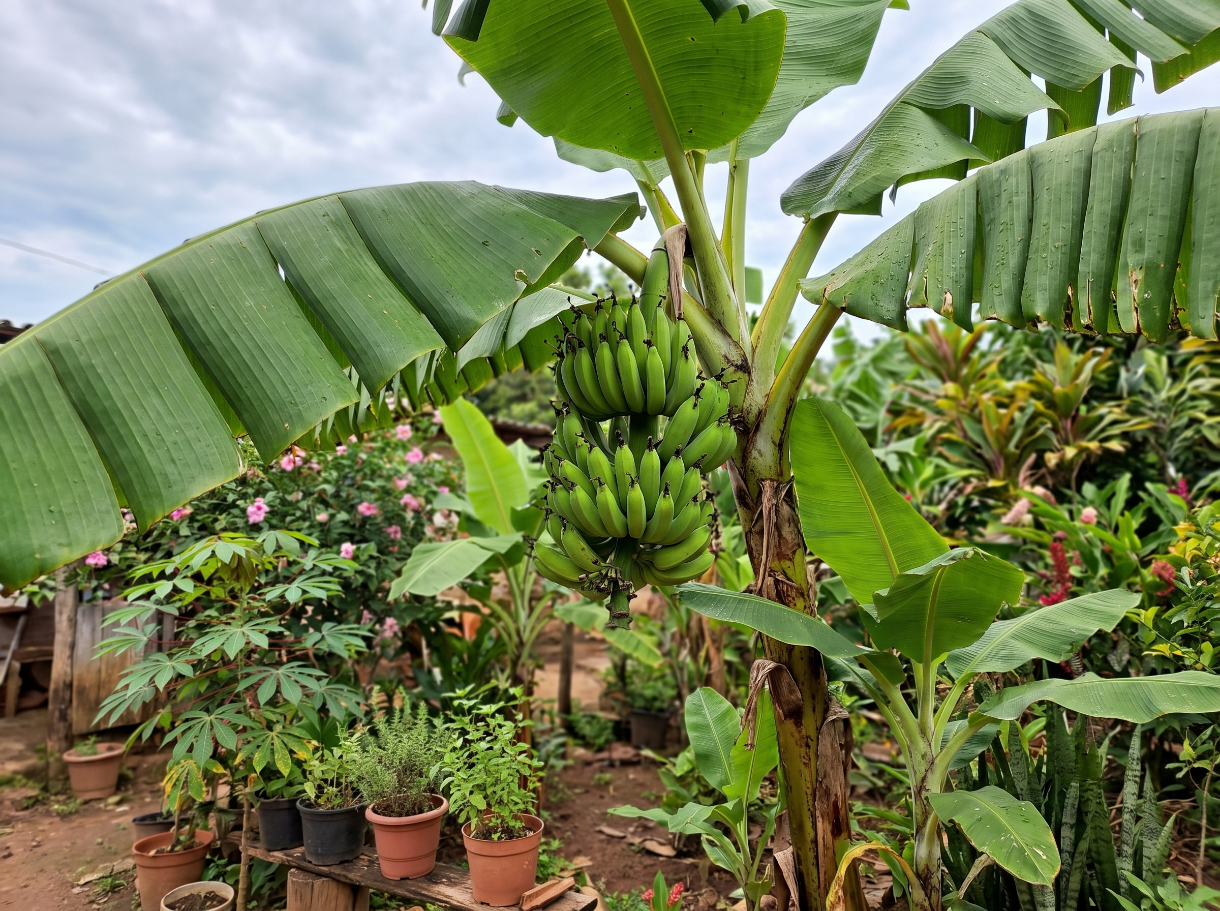 banana