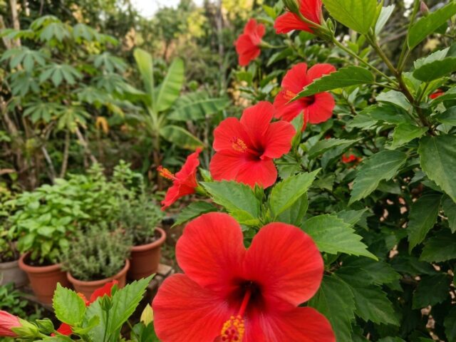 Hibisco