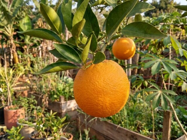 Suco de Berinjela com Laranja: Receita Detox para Apoiar o Controle do Colesterol e da Pressão Alta