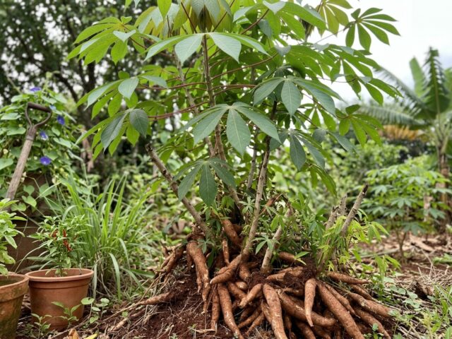 Mandioca Cozida: Energia Natural com Sensação de Saciedade para o Seu Dia a Dia