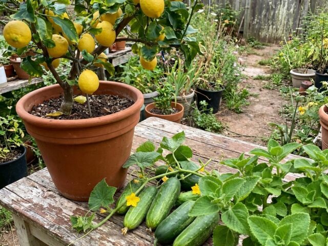 Plant_in_rural_backyard_20261014183642