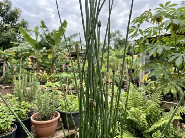 Receita Detox com Cavalinha para Auxiliar na Redução de Barriga, Culote e Braço