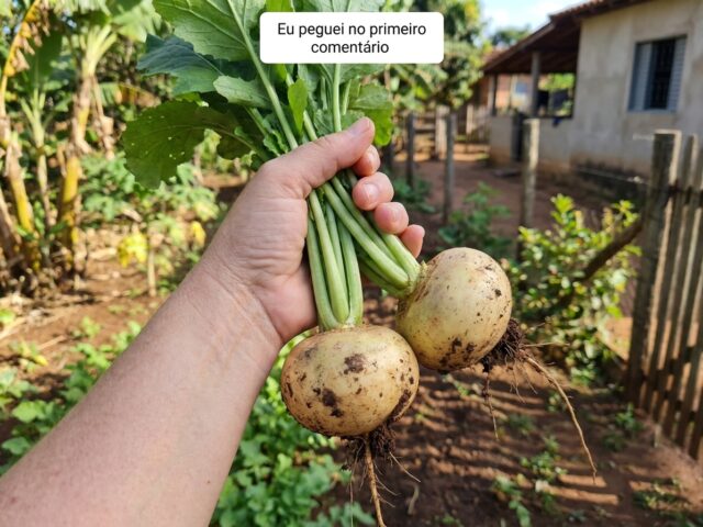 Receita Detox com Nabo Cru: Auxilia a Digestão de Forma Natural