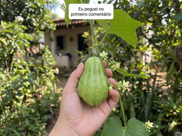 Chuchu Cozido: Baixas Calorias e Hidratação para sua Dieta Detox
