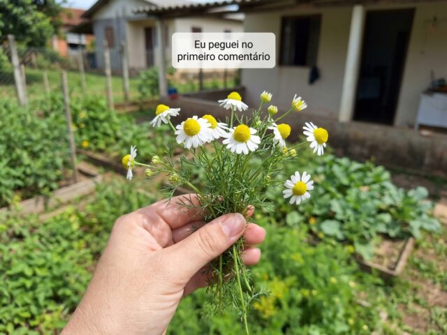 Chá Seca Barriga com Camomila: Auxílio no Bem-Estar e na Qualidade do Sono